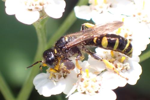 Crabro cribrarius